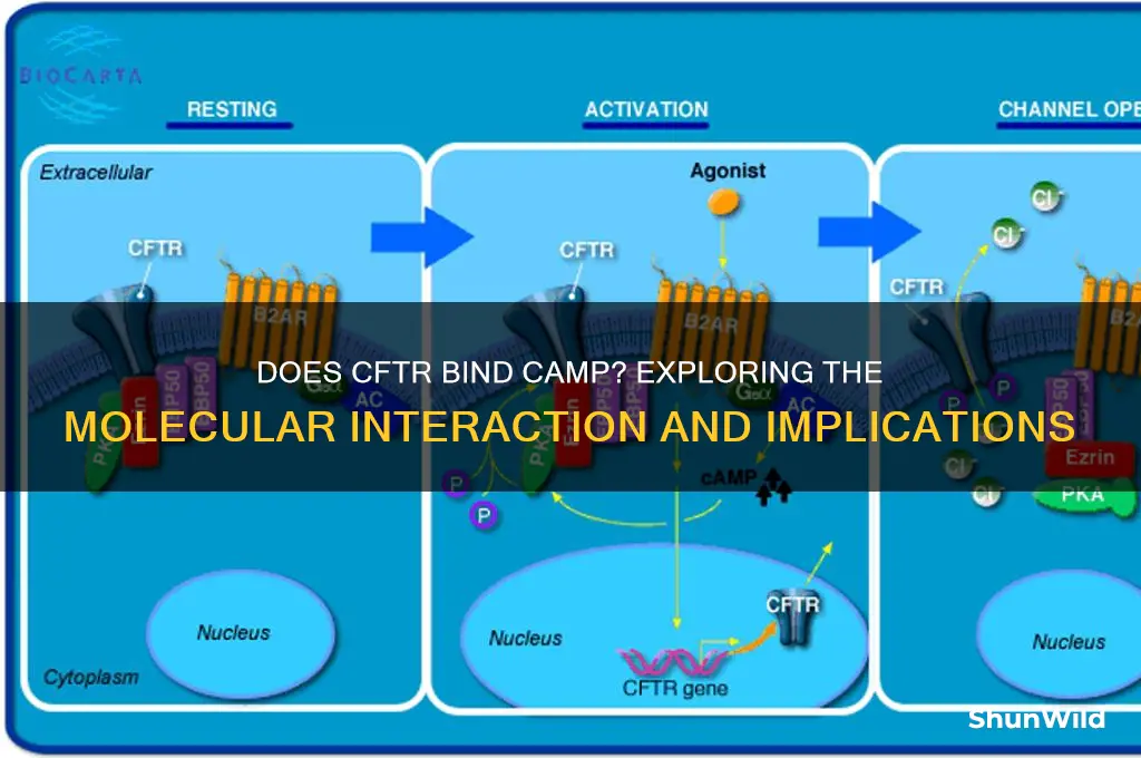 does cftr bind camp