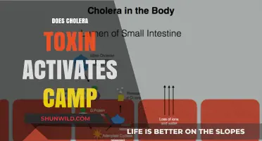 Cholera Toxin's Role in Activating cAMP: Mechanisms and Implications