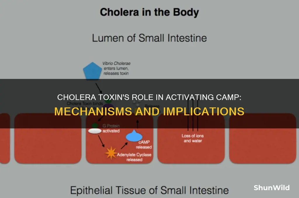 does cholera toxin activates camp