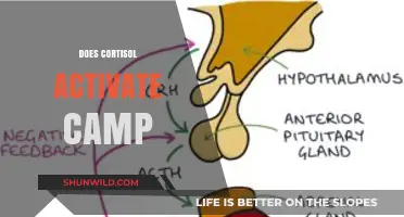 Cortisol and cAMP: Unraveling the Hormonal Activation Connection