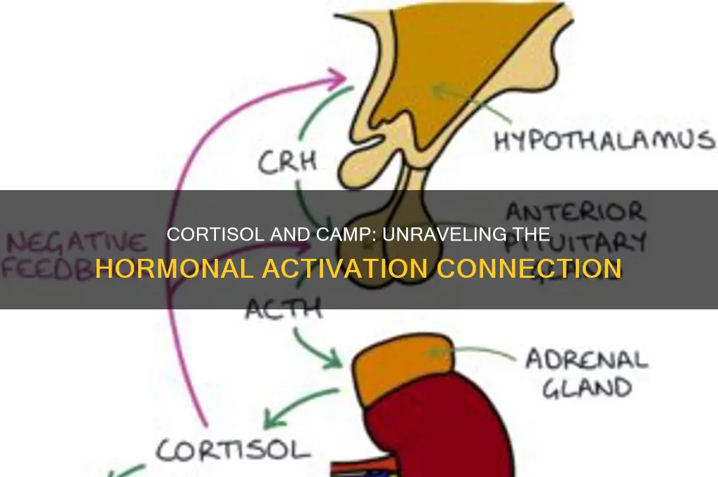 does cortisol activate camp