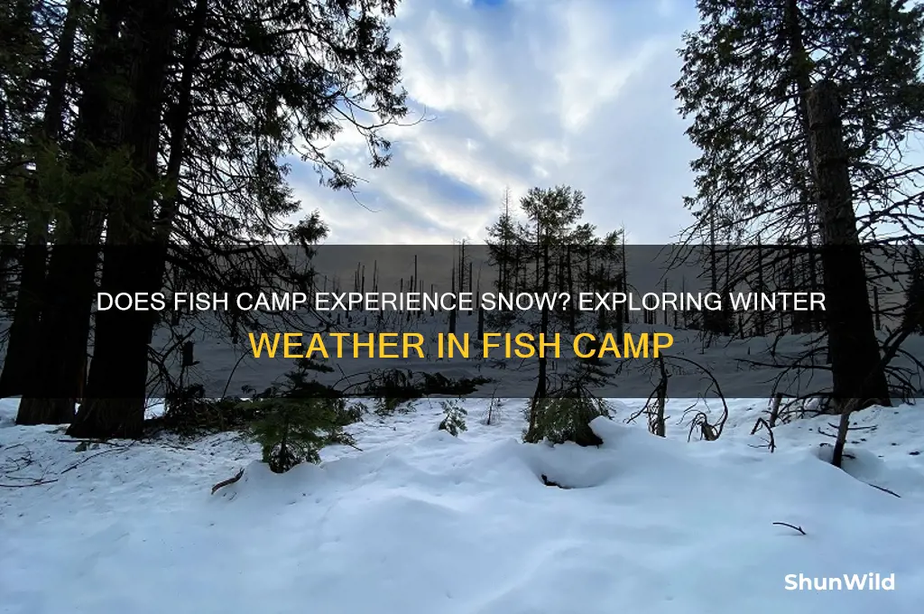does fish camp have snow