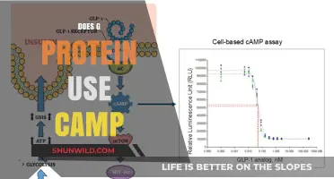 Does G Protein Utilize cAMP in Cellular Signaling Pathways?