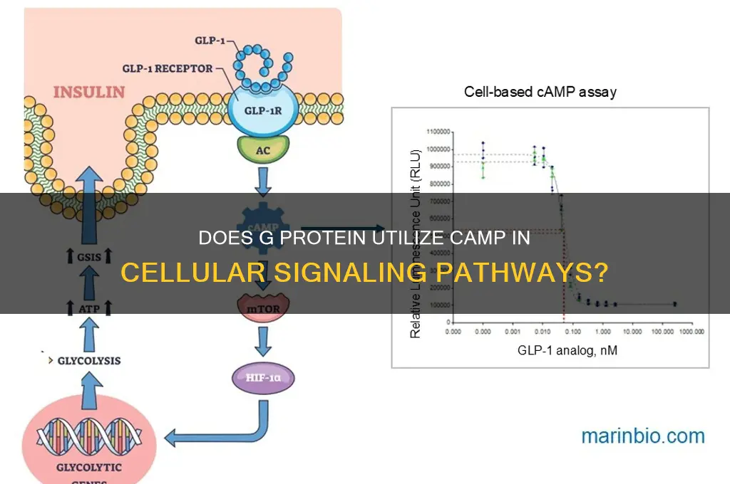 does g protein use camp