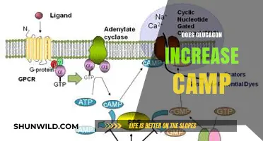 Does Glucagon Increase cAMP? Exploring the Hormonal Signaling Pathway