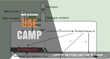 Does Glucagon Utilize cAMP for Metabolic Regulation? Exploring the Mechanism