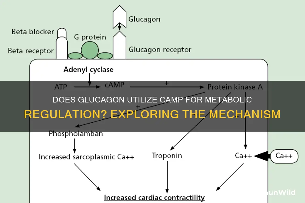 does glucagon use camp