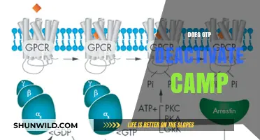 Does GTP Deactivate cAMP? Exploring the Intricate Molecular Mechanisms