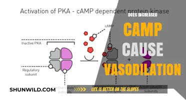 Does Increased cAMP Trigger Vasodilation? Exploring the Science Behind It
