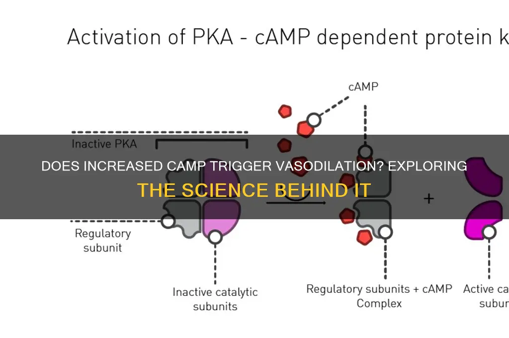 does increased camp cause vasodilation