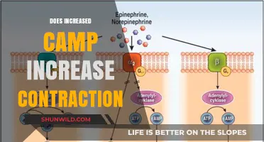 Does Increased cAMP Enhance Muscle Contraction? Exploring the Science