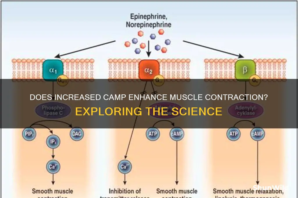 does increased camp increase contraction