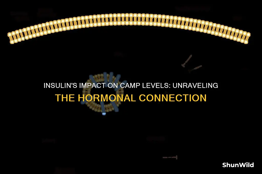 does insulin increase camp