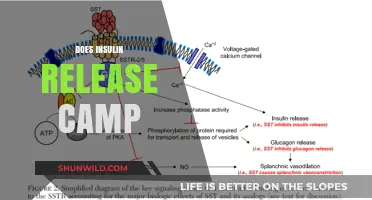 Insulin's Role in cAMP Release: Unraveling the Hormonal Connection