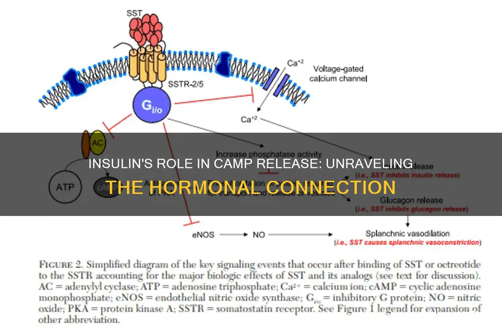 does insulin release camp