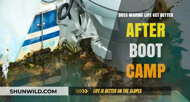 Marine Life Post-Boot Camp: Challenges, Growth, and New Beginnings