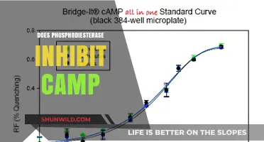 Does Phosphodiesterase Inhibit cAMP? Exploring the Enzyme's Role in Signaling