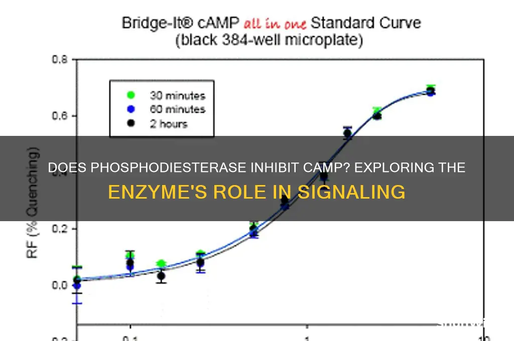 does phosphodiesterase inhibit camp