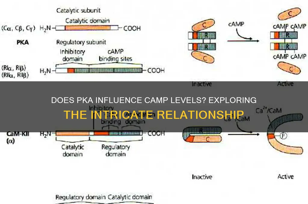 does pka increase camp