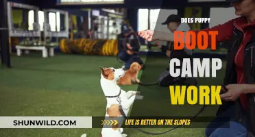 Puppy Boot Camp: Effective Training or Just a Quick Fix?