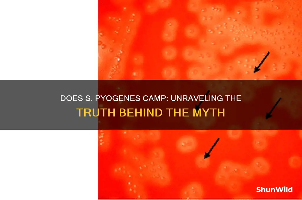does s pyogens camp