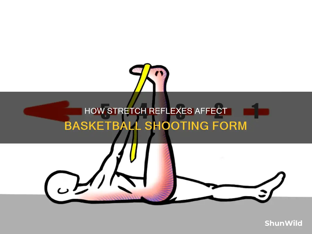 does stretch reflex affect basketball shot