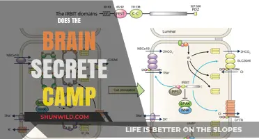 Does the Brain Secrete cAMP? Unraveling the Science Behind It