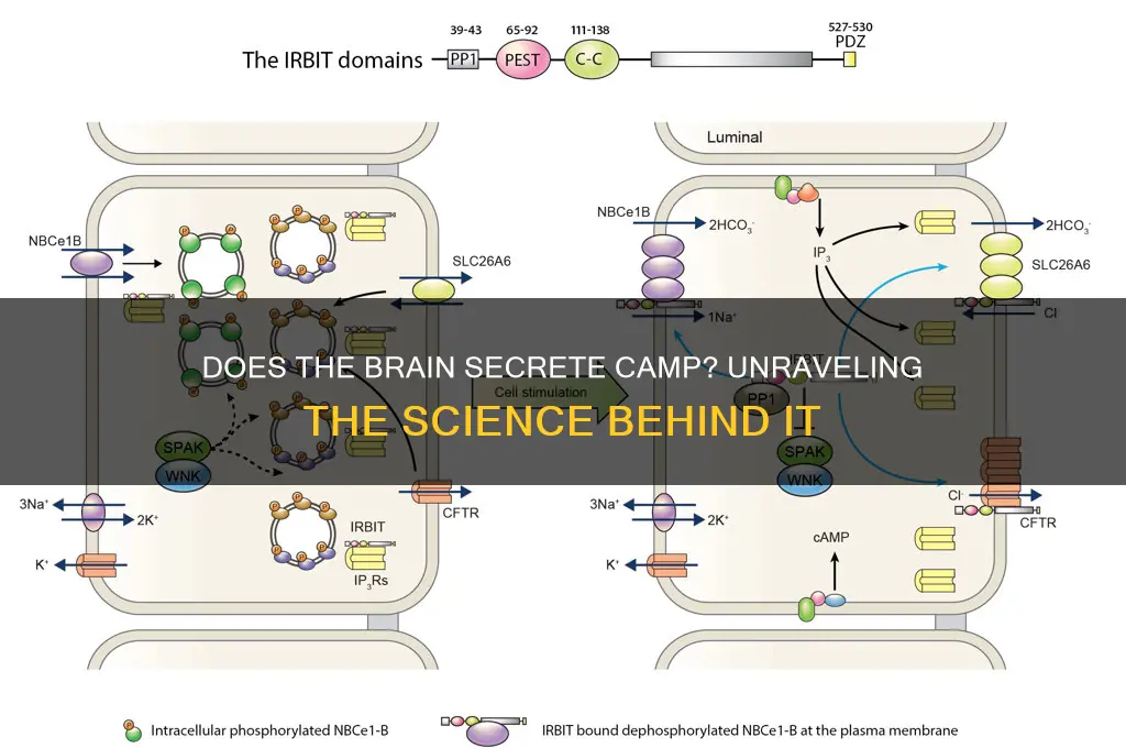 does the brain secrete camp