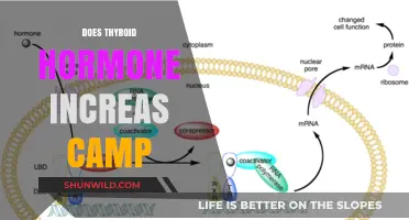 Thyroid Hormone's Impact: Does It Boost cAMP Levels in Cells?