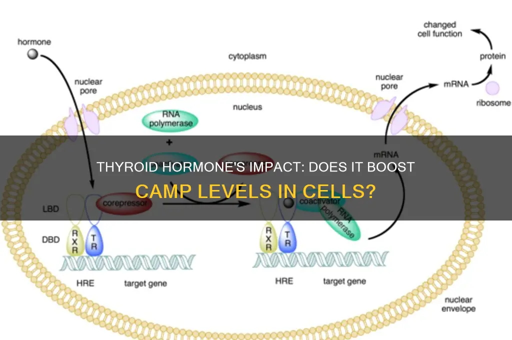 does thyroid hormone increas camp