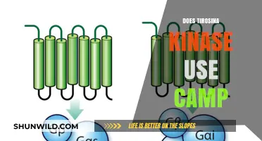 Exploring Tyrosine Kinase's Role in cAMP Signaling Pathways