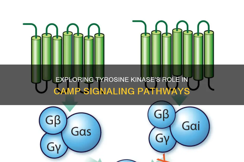 does tirosina kinase use camp