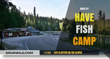 Exploring UT's Fish Camp: What You Need to Know