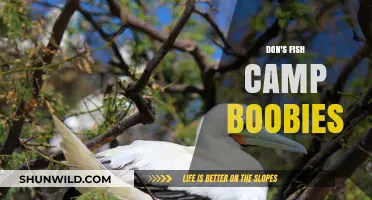 Don's Fish Camp Boobies: A Coastal Birdwatching Adventure