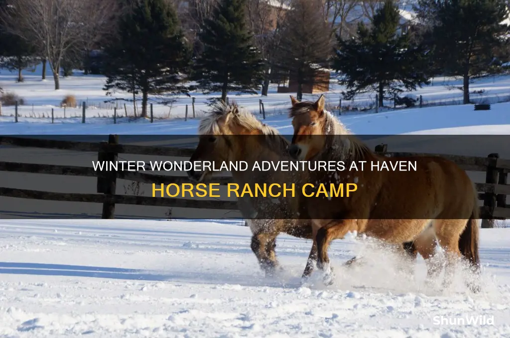 haven horse ranch winter camp