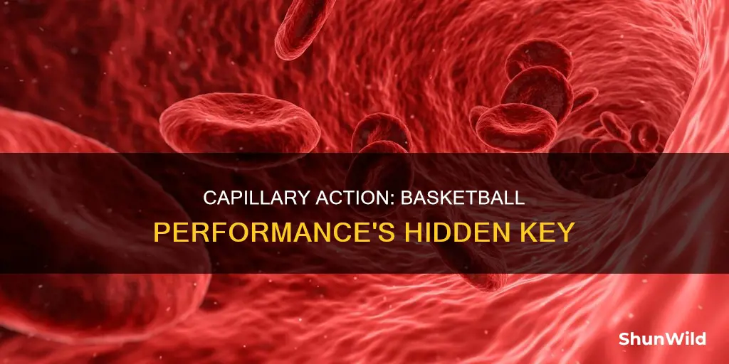 how are capillaries important to basketball