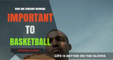 Sensory Neurons: Basketball's Unsung Heroes