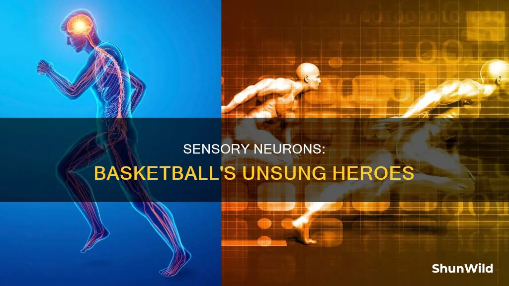 how are sensory neurons important to basketball