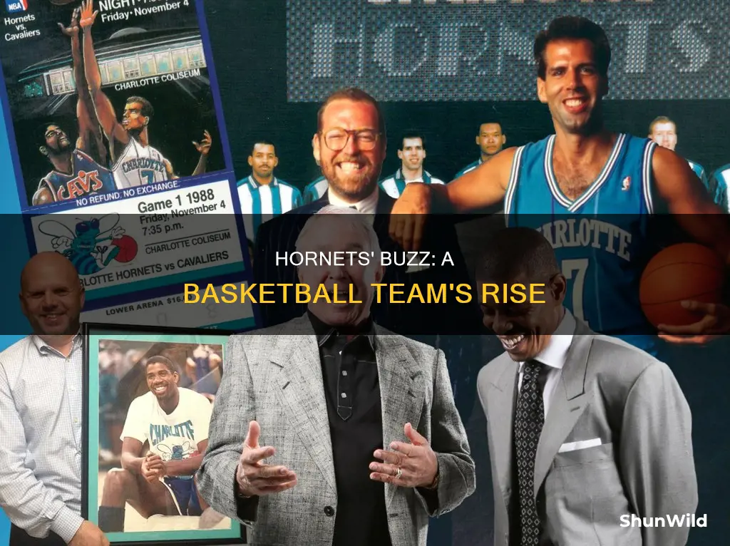 how are the hornets in basketball