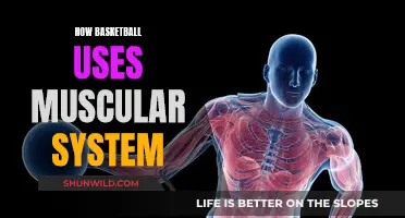 Unleashing Power: How Basketball Engages Your Muscular System