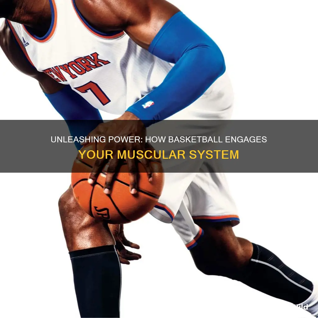 how basketball uses muscular system