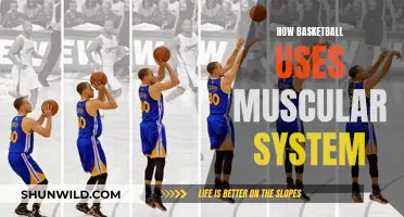 Muscular System: Basketball's Secret Weapon