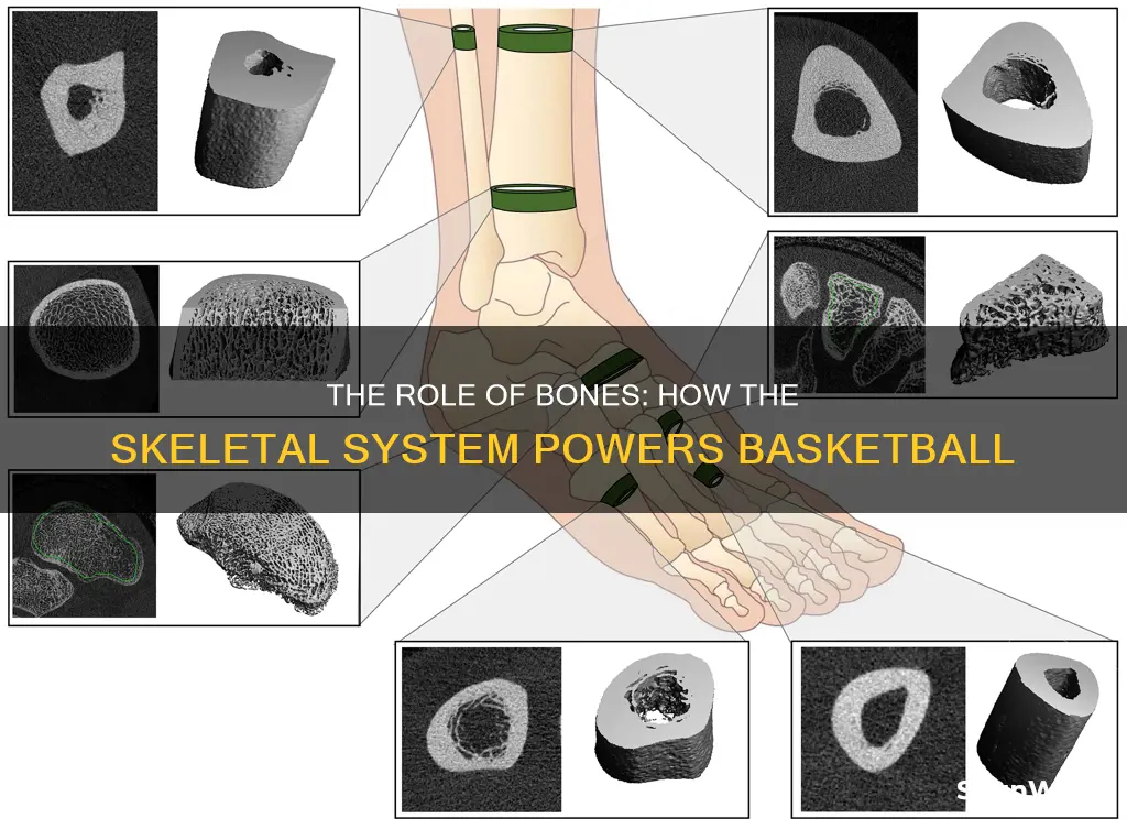 how basketball uses skeletal system