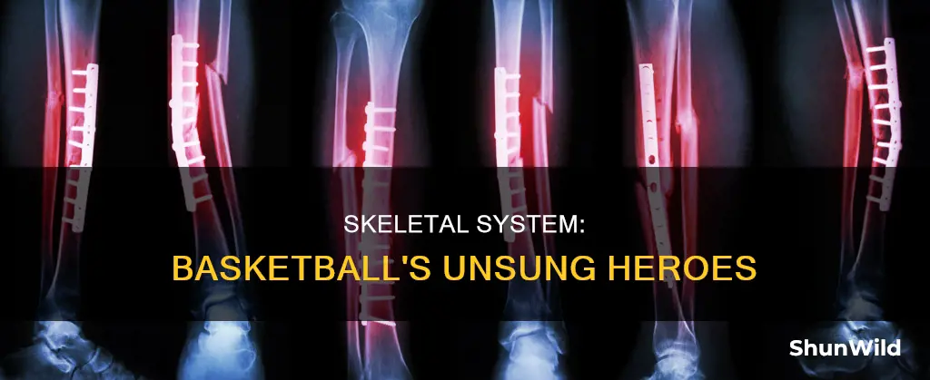 how basketball uses skeletal system