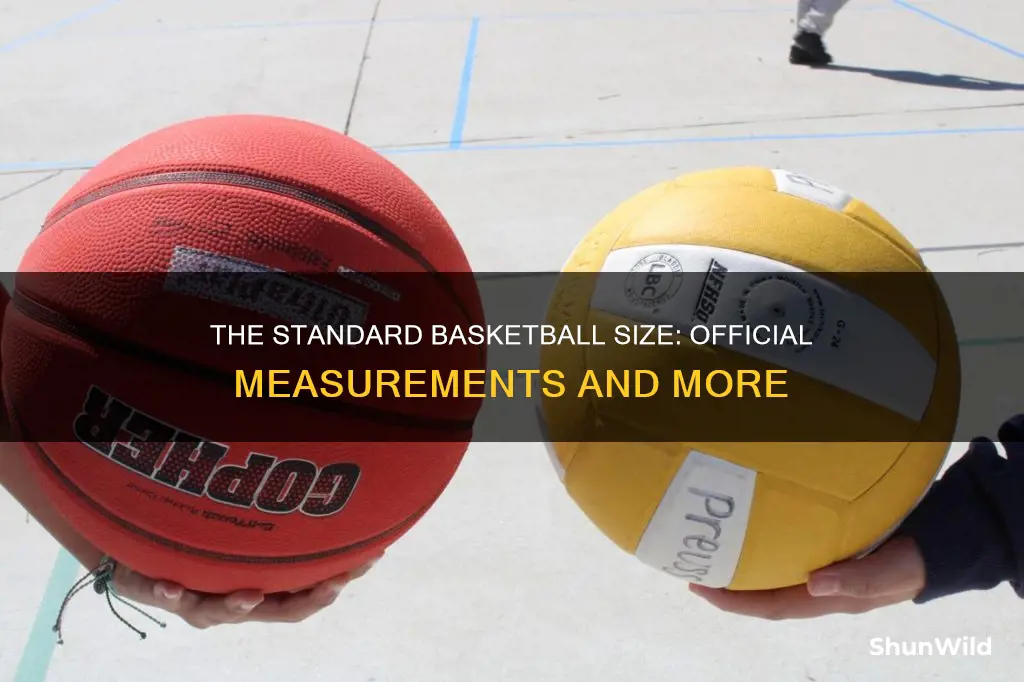 how big is an average basketball