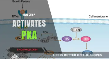 How Camp Activates PKA: Unlocking Metabolic and Cellular Benefits