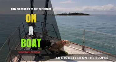 Canine Cruise: Navigating the Boat's Bathroom Etiquette