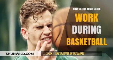 Brain Lobes: Basketball Performance Enhancers