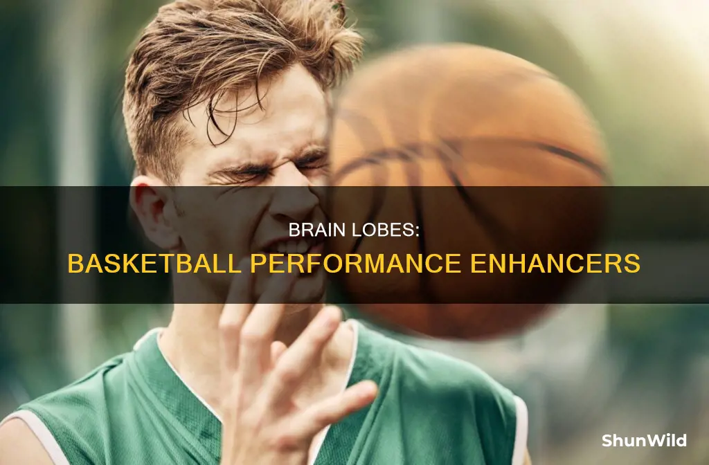 how do the brain lobes work during basketball