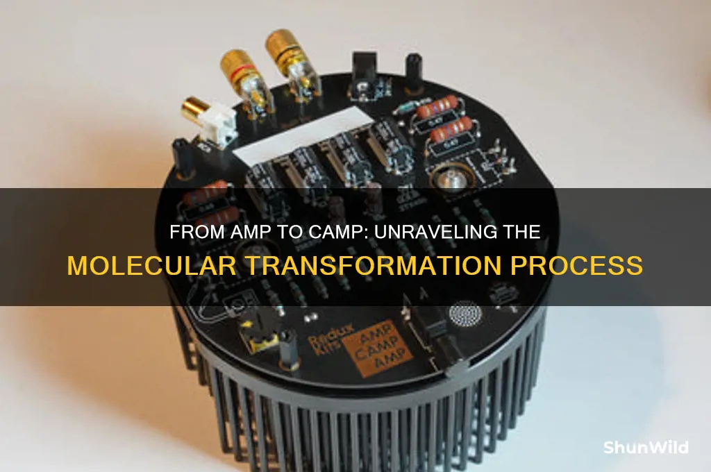 how does amp become camp